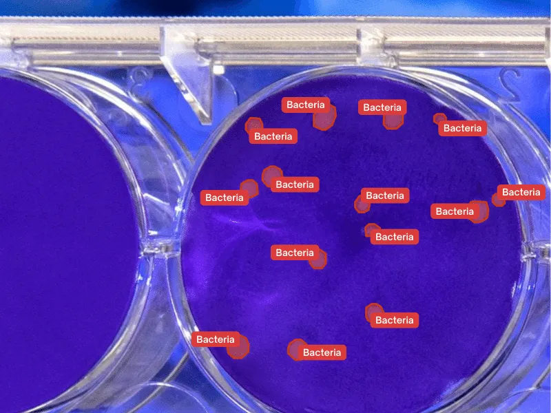 Pharmaceutical & Healthcare: